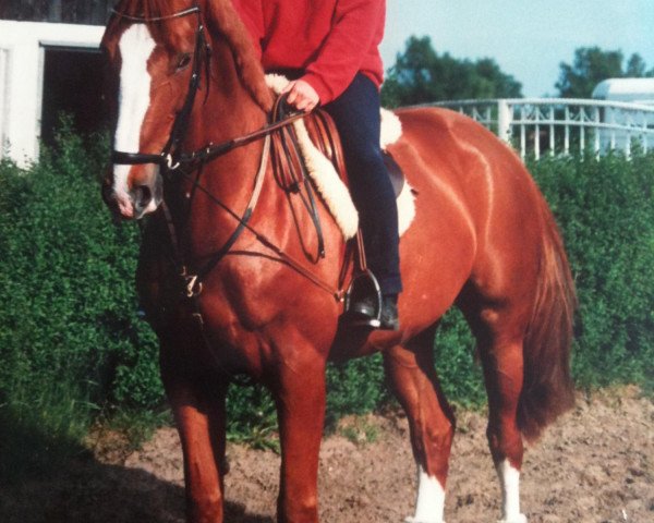 horse Jolie (Belgian Warmblood, 1997, from Jet Set du Rezidal)