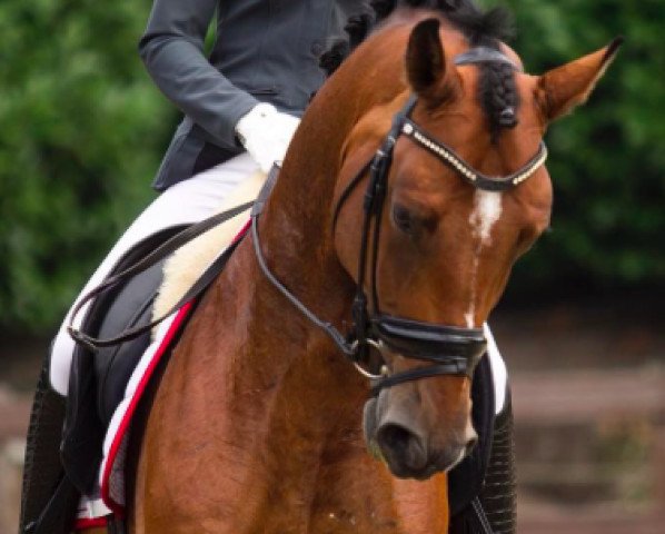 dressage horse Spekkie (KWPN (Royal Dutch Sporthorse), 2012, from Glock's Johnson Tn)