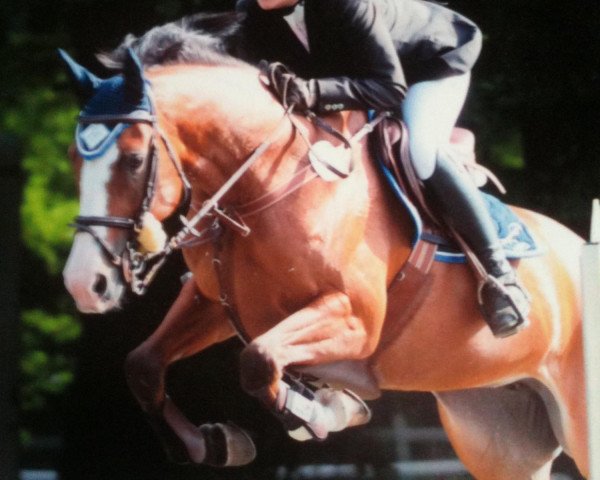 broodmare Emely 21 (Selle Français, 1997, from Rocco V)
