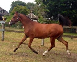 broodmare Gillian (Oldenburg, 2012, from Grasco)