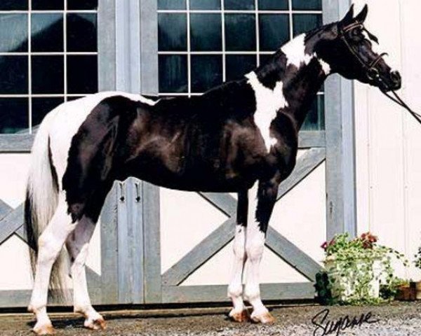 stallion State of the Art (KWPN (Royal Dutch Sporthorse), 1992, from Art Deco)