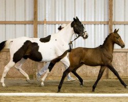 Pferd Wicked Elf (Amerikanisches Reitpony, 2007, von Wicked Courtjester)