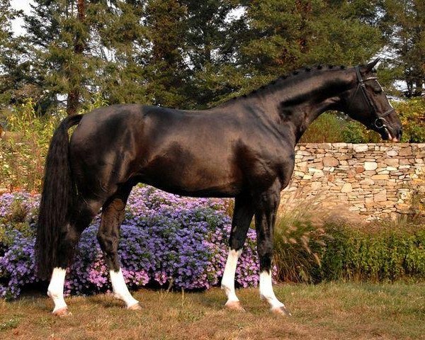 stallion Donarweiss Ggf (Hanoverian, 2001, from De Niro)