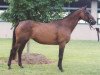 broodmare Midnight Gal xx (Thoroughbred, 1986, from Her First Prince xx)