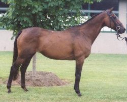 broodmare Midnight Gal xx (Thoroughbred, 1986, from Her First Prince xx)