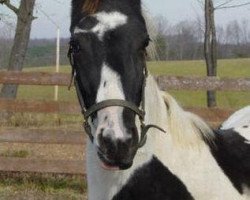 broodmare Harlequin (Roan Warmblood, 2003, from Hall of Fame)