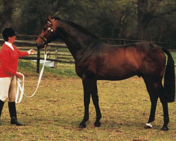 stallion Dutch Gold (UK Warmblood, 1976, from Dutch Courage)
