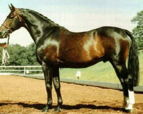 stallion Dutch Courage (Dutch Warmblood, 1969, from Millerole xx)