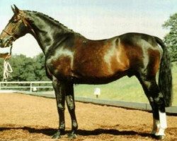 stallion Dutch Courage (KWPN (Royal Dutch Sporthorse), 1969, from Millerole xx)