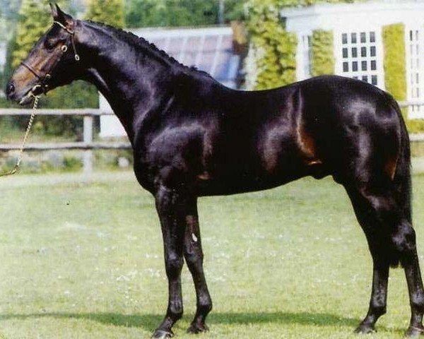 stallion Catherston Dazzler (UK Warmblood, 1984, from Dutch Courage)