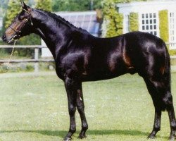 Deckhengst Catherston Dazzler (Großbritannien Warmblut, 1984, von Dutch Courage)