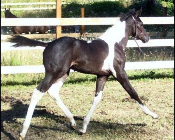 Pferd SnapDragon TDS (Amerikanisches Warmblut, 2009, von Champs Guthrie)