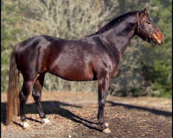 Deckhengst Champs Guthrie (Quarter Horse, 2004, von Bar U Champ Binder)