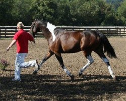 Zuchtstute Hardi Soleil RWS (Amerikanisches Warmblut, 2003, von Hero Bound)