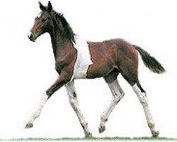 Pferd He's Famous (Amerikanisches Warmblut, 2000, von Hall of Fame)