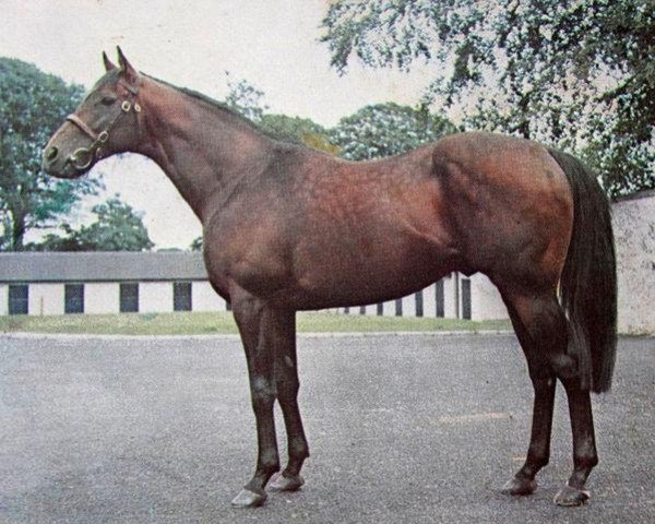 stallion No Argument xx (Thoroughbred, 1960, from Narrator xx)