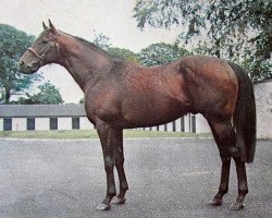 stallion No Argument xx (Thoroughbred, 1960, from Narrator xx)