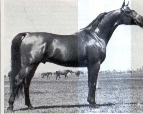 stallion Rezus ox (Arabian, 1971, from Celebes 1949 ox)