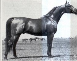 Deckhengst Rezus ox (Araber, 1971, von Celebes 1949 ox)