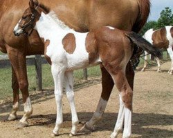 Pferd Shopping Spree (Amerikanisches Warmblut, 1999, von Gold Card)