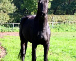 jumper Encantada (Hanoverian, 2004, from Earl)