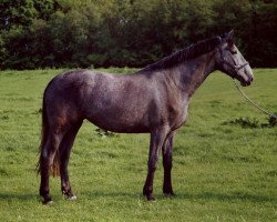 horse Mary-Lou (Holsteiner, 1997, from Cassini I)