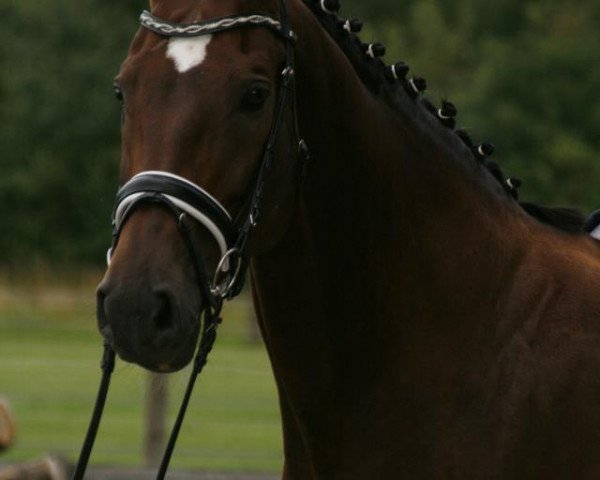 horse Charlett 9 (Bavarian, 1996, from Cheenook)