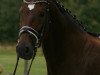 horse Charlett 9 (Bavarian, 1996, from Cheenook)