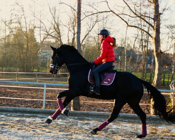 dressage horse Fürst Wilfried (Hanoverian, 2017, from Fürst Belissaro)
