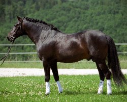 horse Lagarero (Pura Raza Espanola (PRE), 2000, from Lazarillo IV)