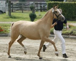 broodmare Dunjade (German Riding Pony, 2005, from Danny Gold)