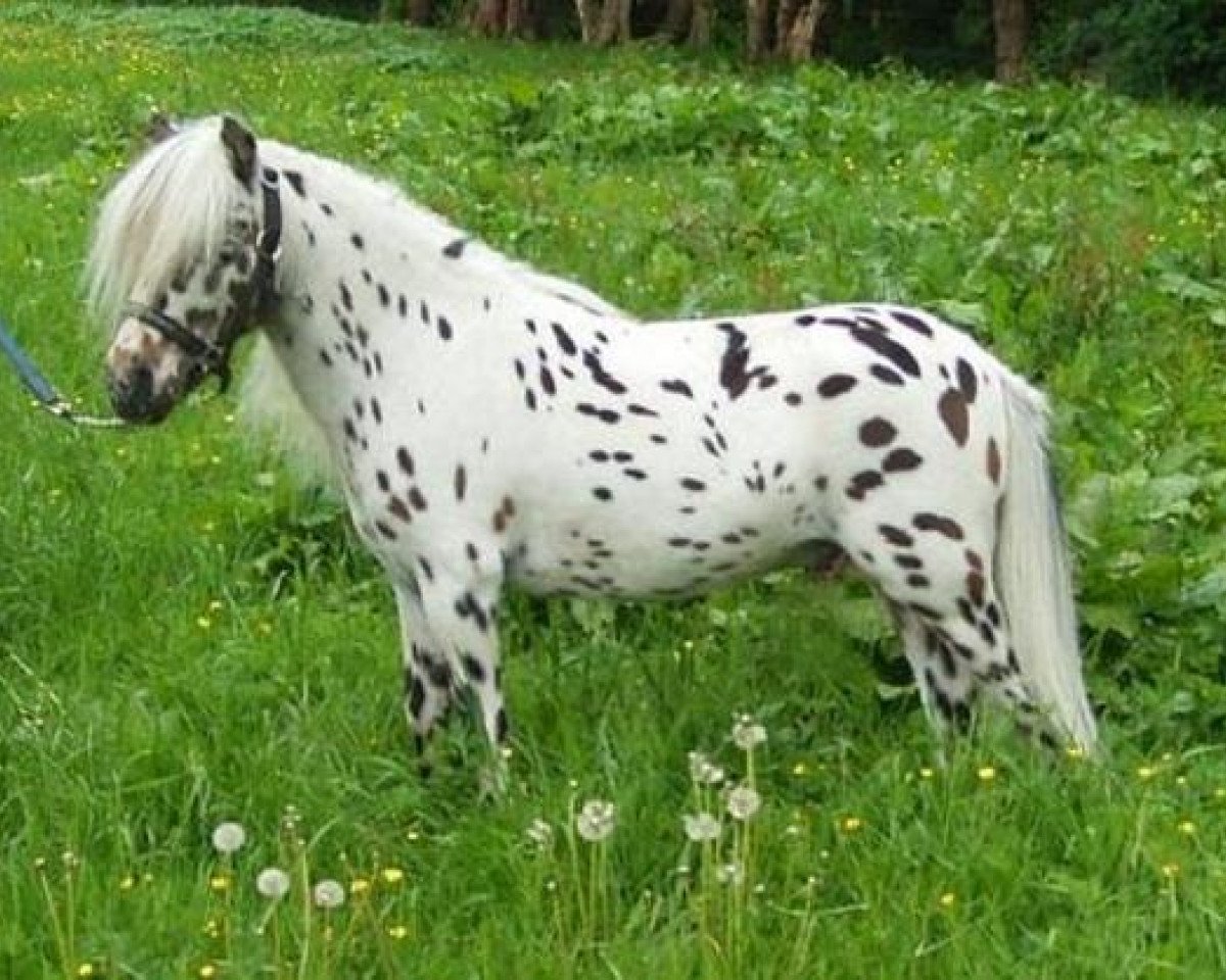 stallion Noran N (Nederlands Appaloosa Pony, 1993, from Rickie)