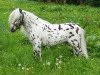 Deckhengst Noran N (Nederlands Appaloosa Pony, 1993, von Rickie)