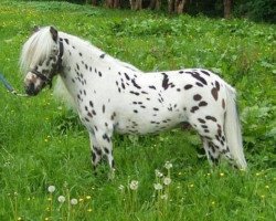 stallion Noran N (Nederlands Appaloosa Pony, 1993, from Rickie)