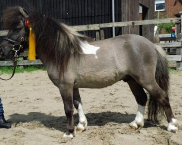 Deckhengst Stjernens Terkel (Shetland Pony (unter 87 cm), 2010, von Stjernens Opus)