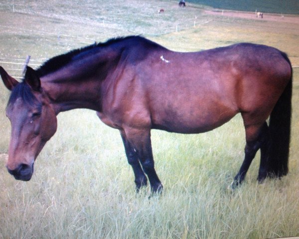 broodmare Blinja (Holsteiner, 1987, from Chamisso)