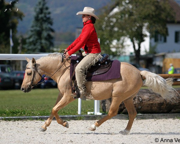 Deckhengst Blues Starlight (Quarter Pony, 2003, von Hollywoods Lead Man)