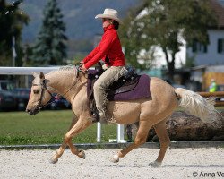 stallion Blues Starlight (Quarter Pony, 2003, from Hollywoods Lead Man)