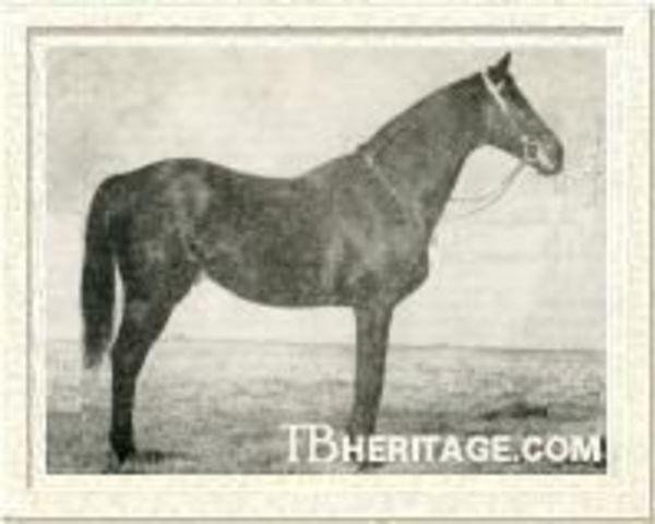 horse Havresac II xx (Thoroughbred, 1915, from Rabelais xx)