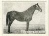 Pferd Havresac II xx (Englisches Vollblut, 1915, von Rabelais xx)