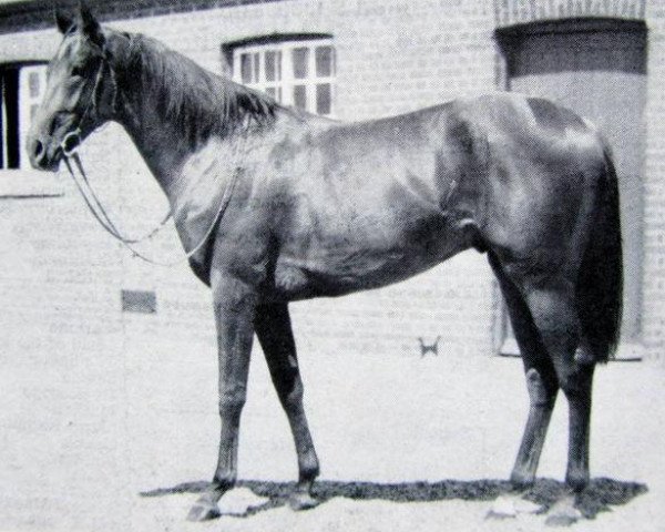 Pferd Aristophanes xx (Englisches Vollblut, 1948, von Hyperion xx)