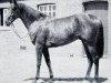 stallion Aristophanes xx (Thoroughbred, 1948, from Hyperion xx)