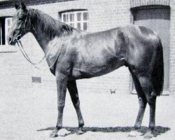 stallion Aristophanes xx (Thoroughbred, 1948, from Hyperion xx)