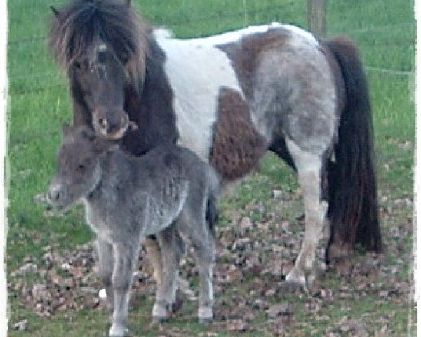 Pferd Candy (Dt.Part-bred Shetland Pony, 2013, von Carlos van de Laarhoeve)