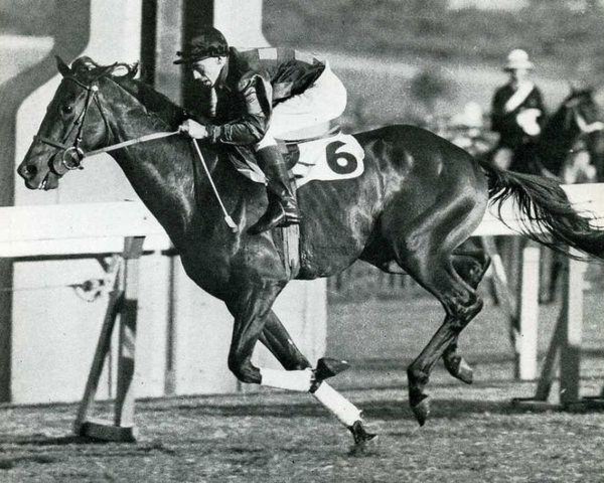 stallion Star Kingdom xx (Thoroughbred, 1946, from Stardust xx)