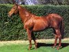 stallion Biscay xx (Thoroughbred, 1965, from Star Kingdom xx)