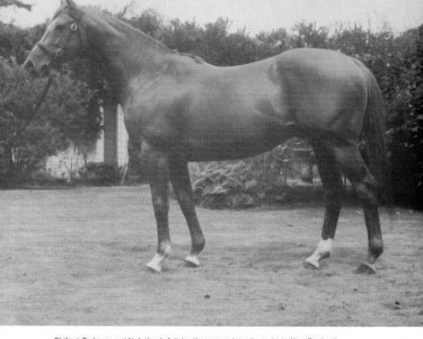 stallion Shifnal xx (Thoroughbred, 1960, from Star Kingdom xx)