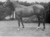 stallion Shifnal xx (Thoroughbred, 1960, from Star Kingdom xx)