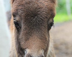 Zuchtstute Lara Croft (Shetland Pony (unter 87 cm), 2013, von ML's Landino)