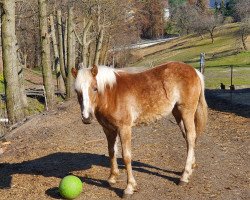 horse Pina (Haflinger, 2021, from Anis)